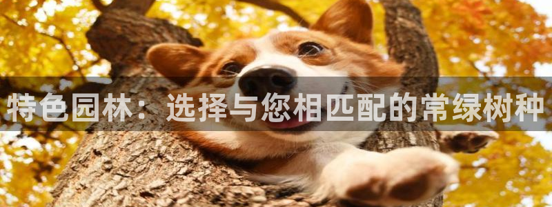新宝gg平台gg登录gg网址