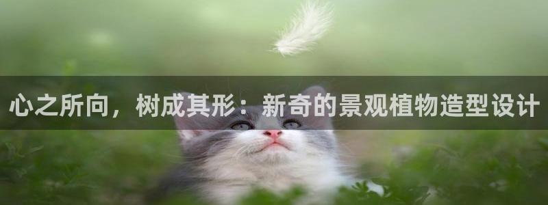 新宝gg入口网址