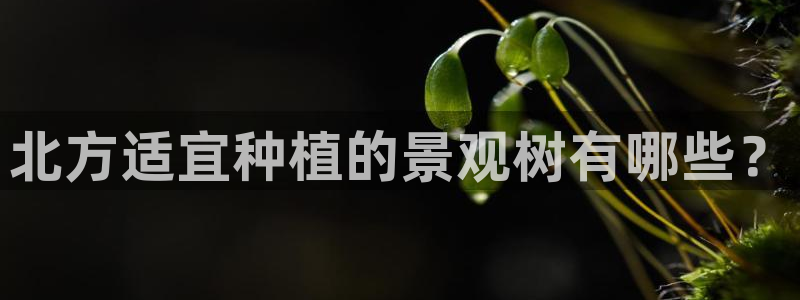 新宝GG53339咨询新宝GG