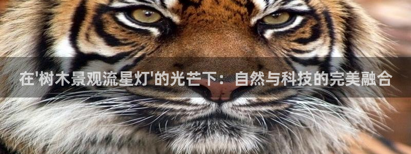 gg新宝6：在\'树木景观流星灯\'的光芒下：自然与科技的完美融合