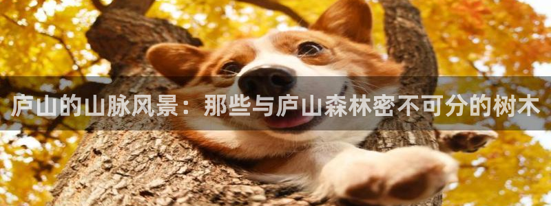 新宝gg手机注册官网：庐山的山脉风景：那些与庐山森林密不可分的树木