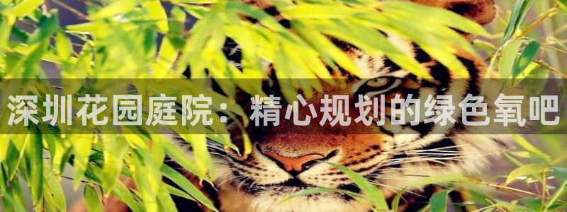 新宝gg 金苹果