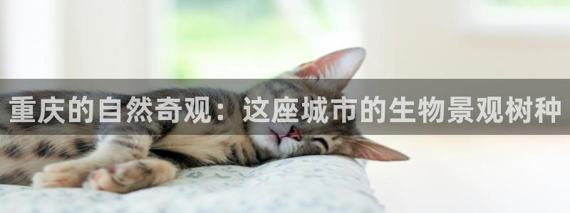 新宝GG手机客户端