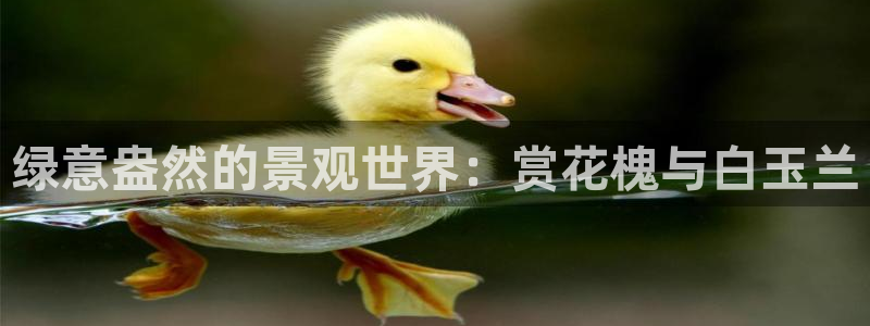 新宝gg手机助手