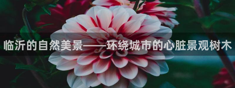 新宝Gg测速地址