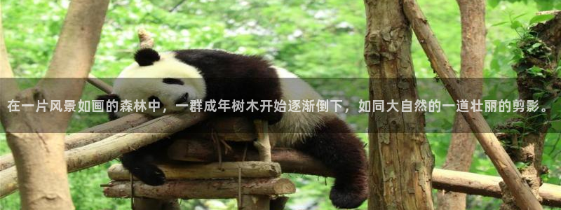 新宝gg主管weibo：在一片风景如画的森林中，一群成年树木开始逐渐倒下，如同大自然的一道壮丽的剪影