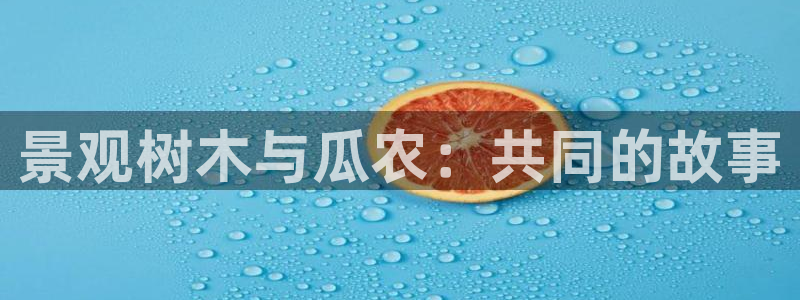 新宝gg官方下载