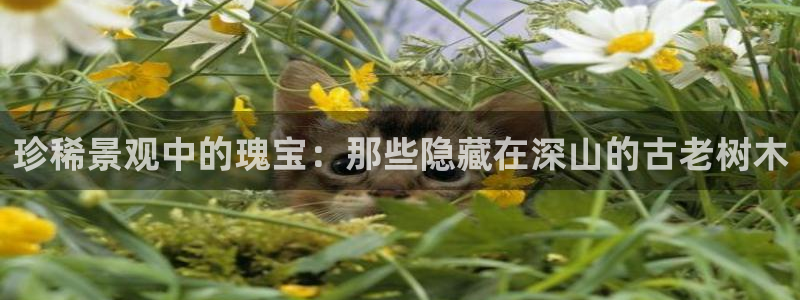 新宝gg和新宝123