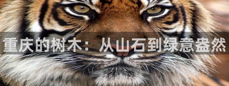 gg新宝时时彩