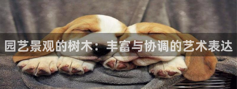 新宝gg工资