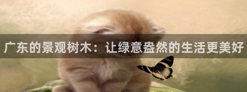 新宝gg介绍