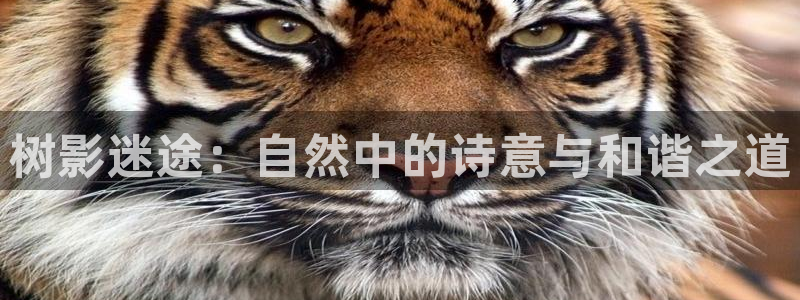 分分新宝gg